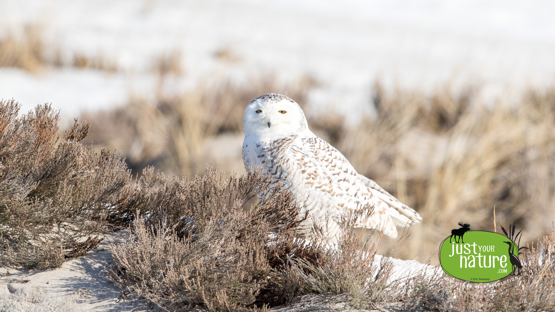 Snowy Owl, Crane Beach, Ipswich, Massachusetts, 11 March 2015 by Eric Swanzey