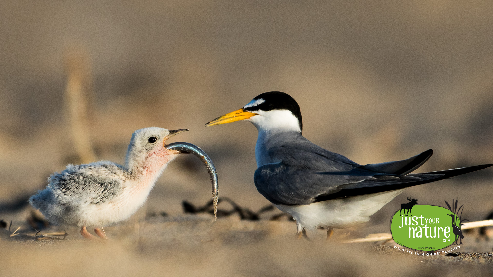 Least Tern, Sandy Point State Reservation, Plum Island, Massachusetts, 24 July 2015 by Eric Swanzey