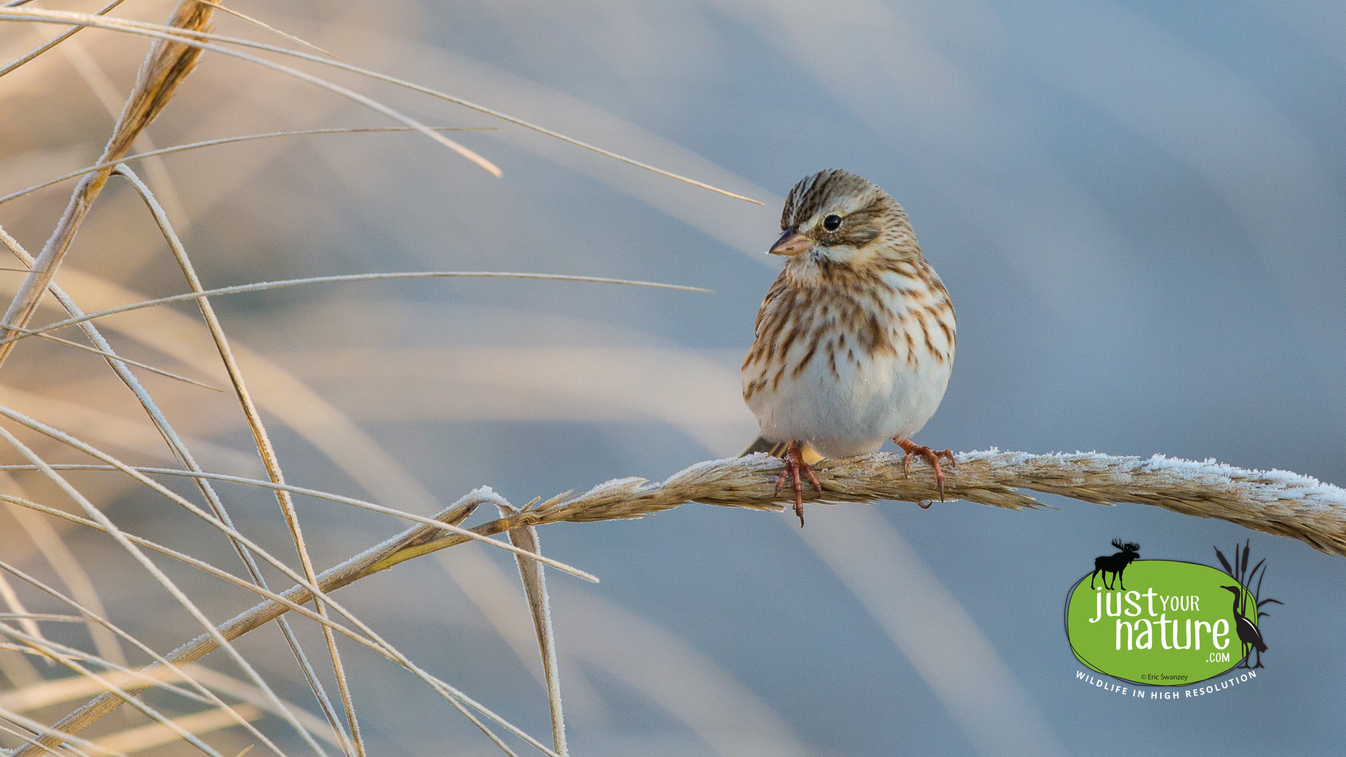 Savannah Sparrow, Crane Beach, Ipswich, Massachusetts, 18 November 2015 by Eric Swanzey
